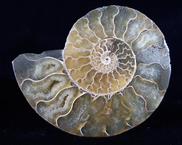 Cleoniceras (Grycia) besairiei COLLIGNON 1949 - Bild © FossNet FossilienStore